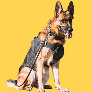 a dog wearing a military vest