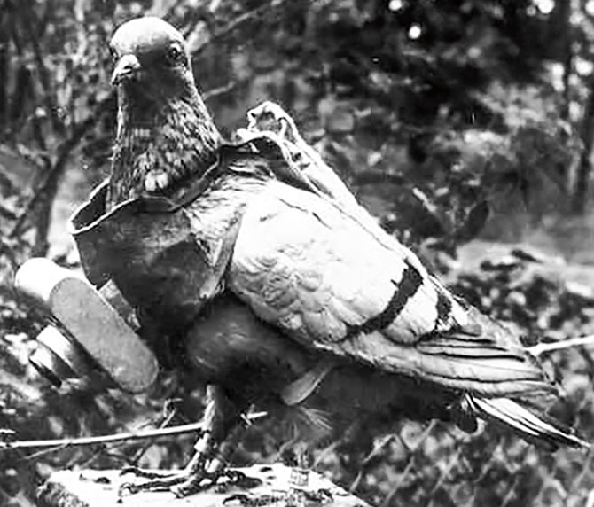 enlargeable black and white photo of a pigeon with camera strapped to her