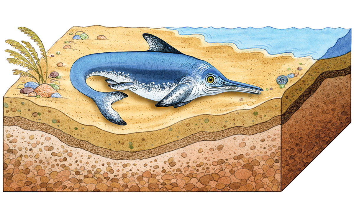 Illustration of ancient sea creature on top layer of sediment