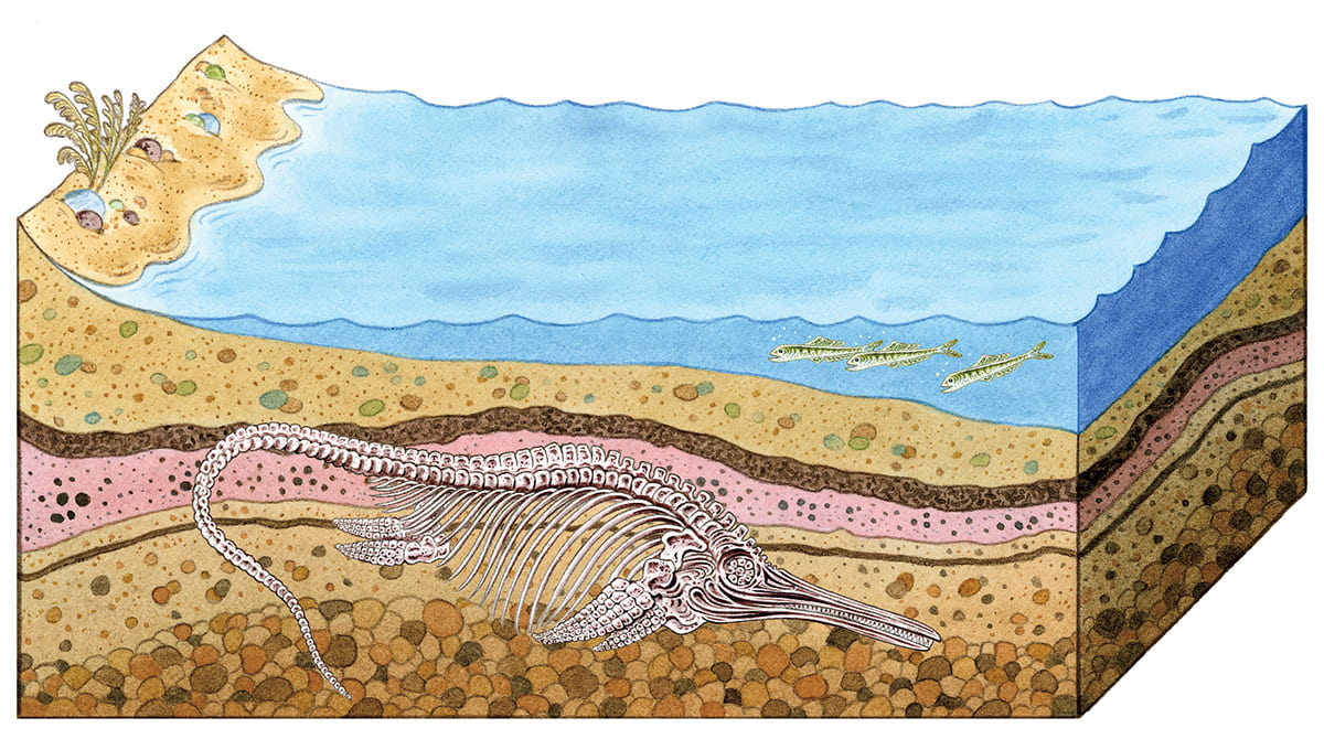 Illustration showing a fossil under layers of sediment and water
