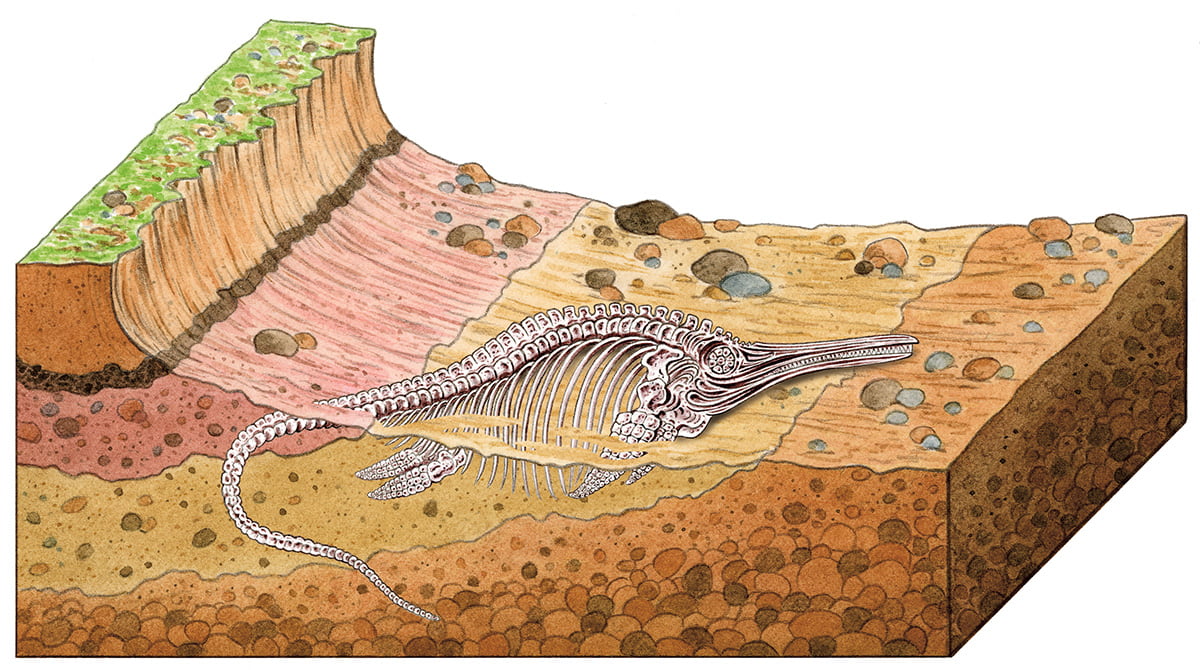 Illustration of layers of sediment showing dinosaur fossils