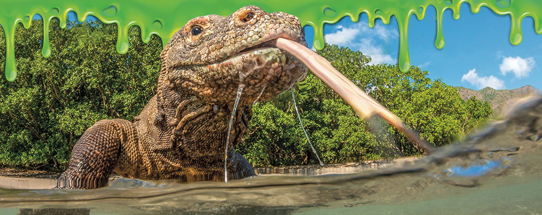 Image of a Komodo dragon sticking its tongue out and surrounded by a border of green slime