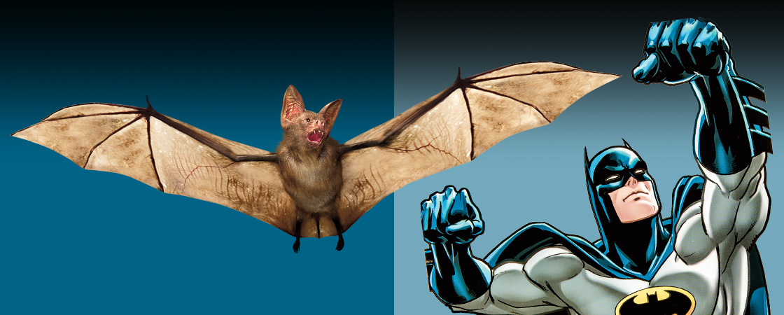 Image of a bat and Batman