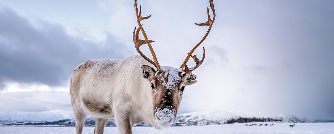 Image of a reindeer in a snowy landscape