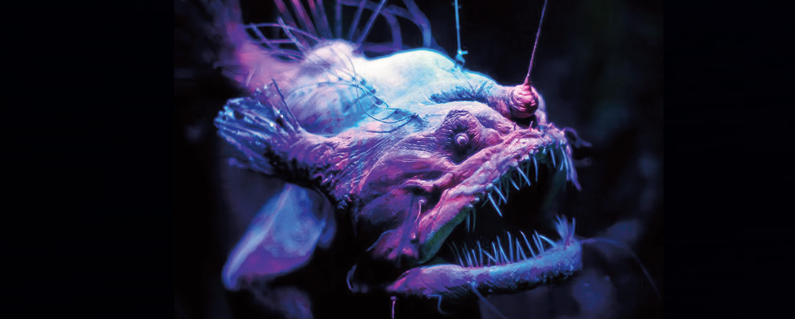 Bioluminescent image of angler-fish